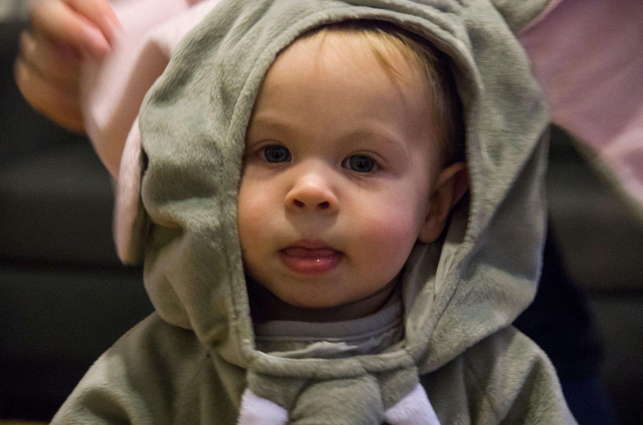 Micah the Elephant